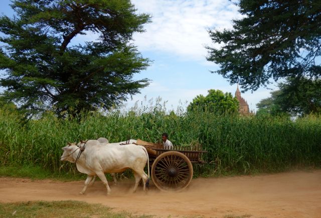 Brahma bulls cart Bagan Myanmar
