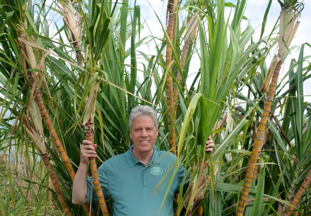 Stephen Henson sugar cane field Maui Hawaii