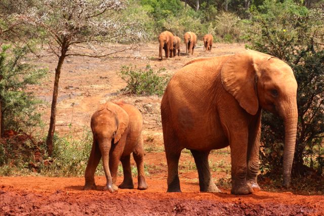 David Sheldrick Elephant Orphanage Kenya