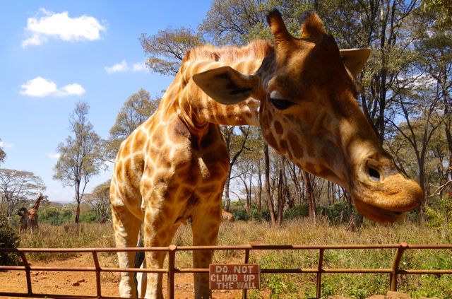 Visit Nairobi before and after a safari