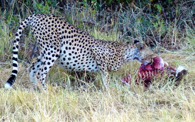 Cheetah Samburu Kenya