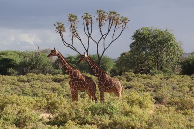 Giraffes Samburu Kenya