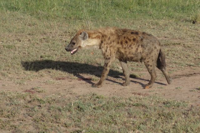 Hyena Masai Mara Kenya