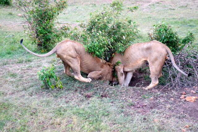 Lions digging Masai Mara Kenya