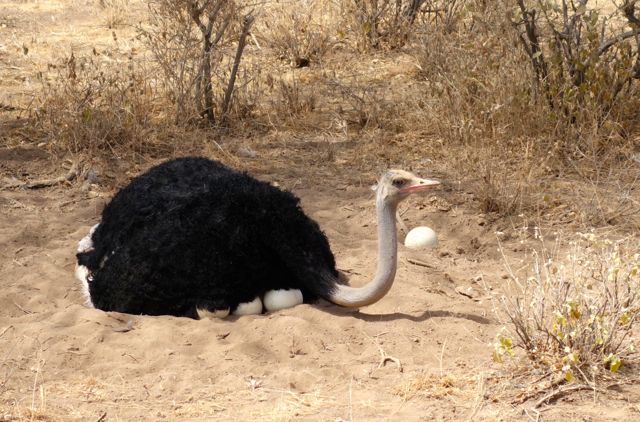 Ostrich Samburu Kenya