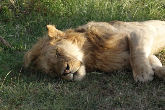 Sleeping lion Masai Mara Kenya