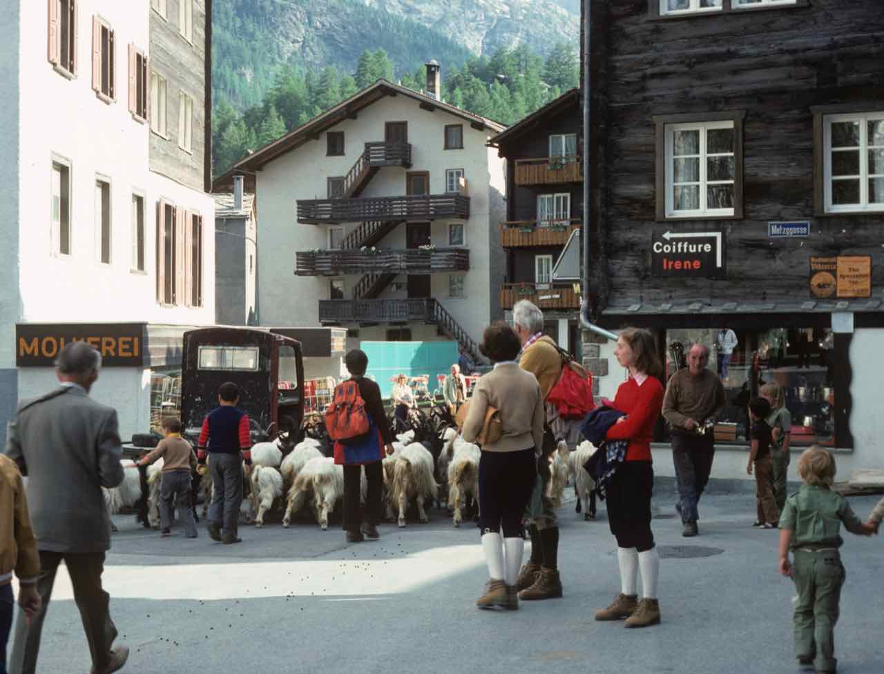 Goats Zermatt Switzerland