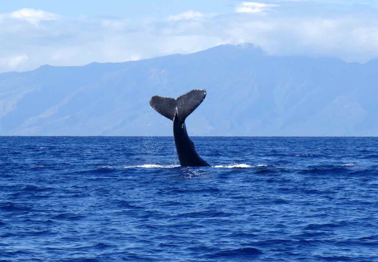 Humpback whale Lahaina Maui