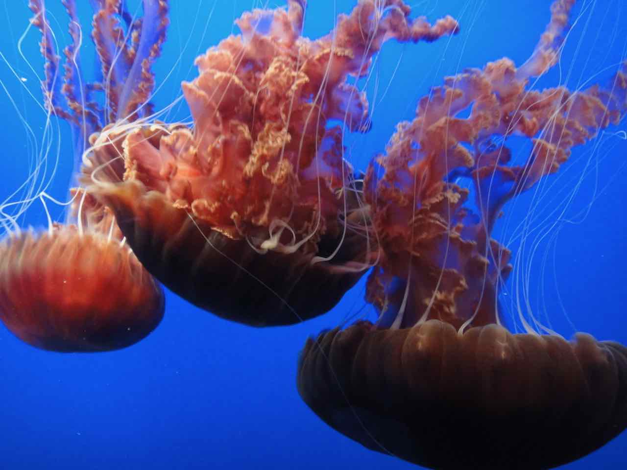 Jellyfish Monterey Aquarium California
