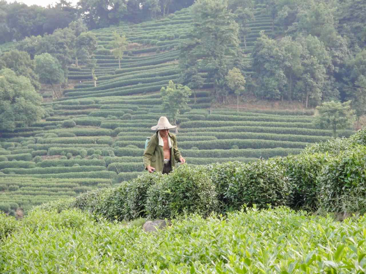 Longjing tea plantation Hangzhou China