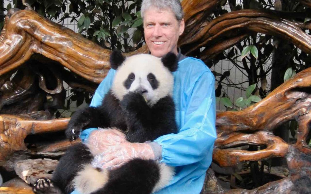 Stephen Henson holding panda Chengdu
