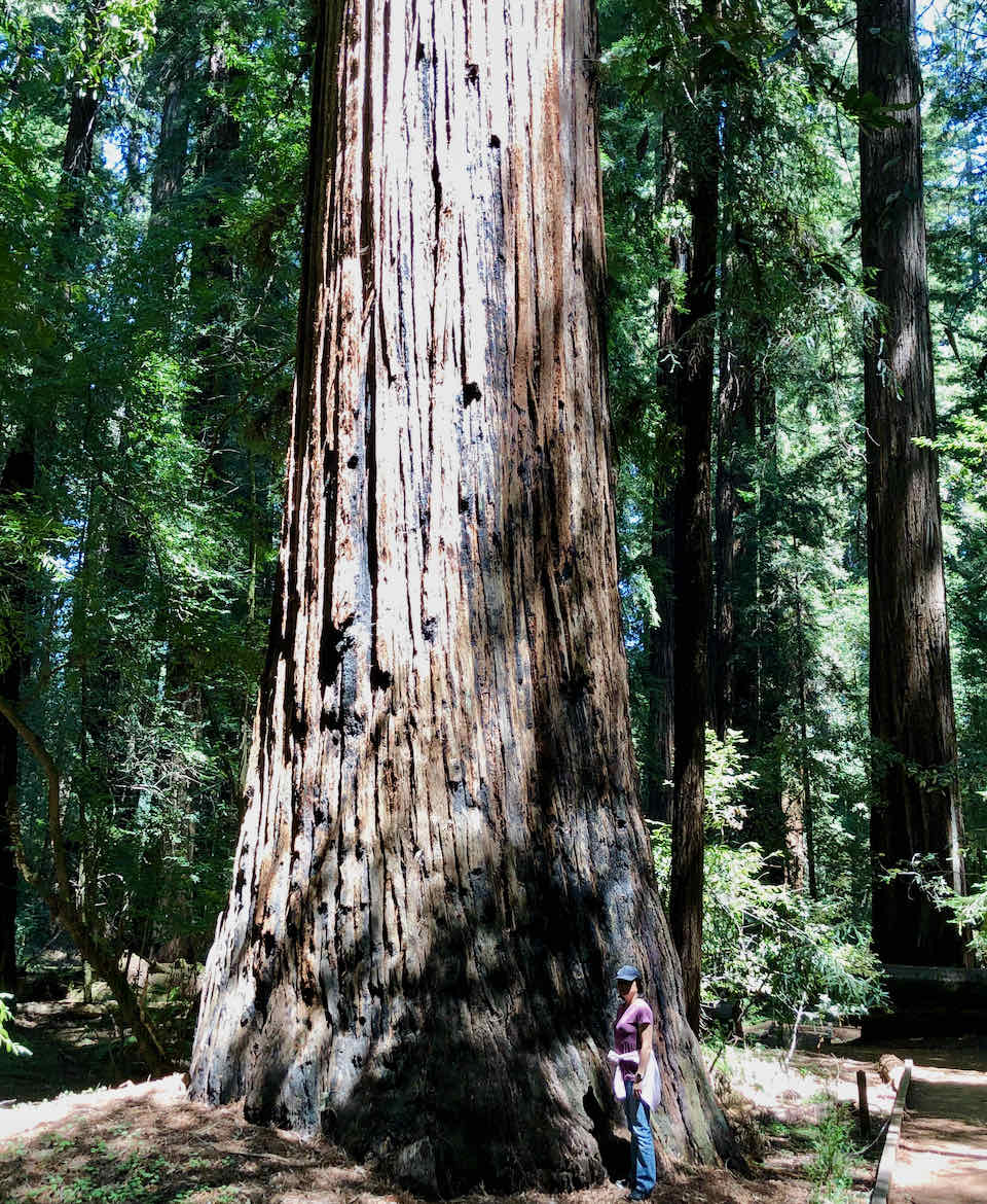 Hendy Woods tall redwood