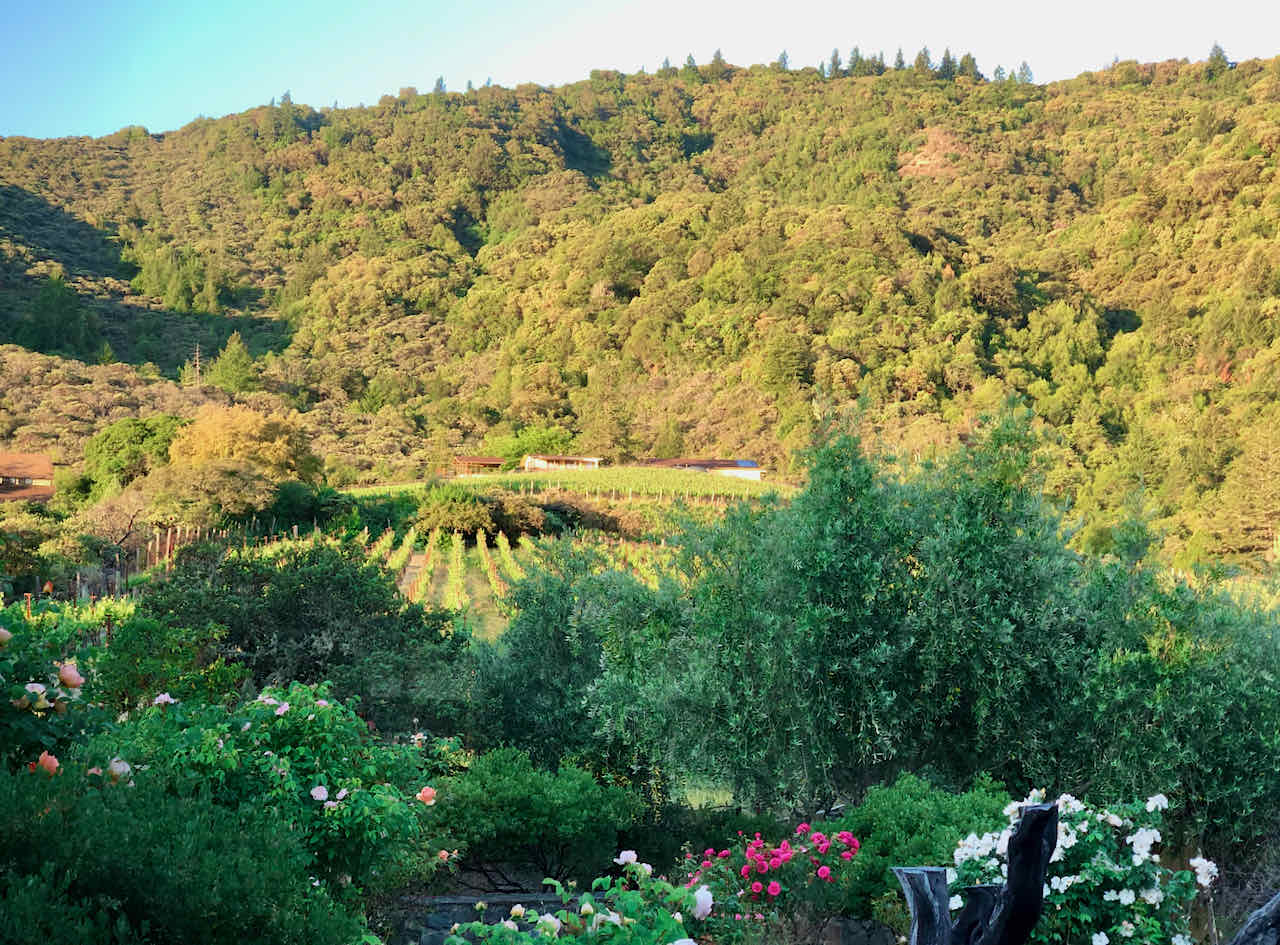 Orsa vineyard at sunrise
