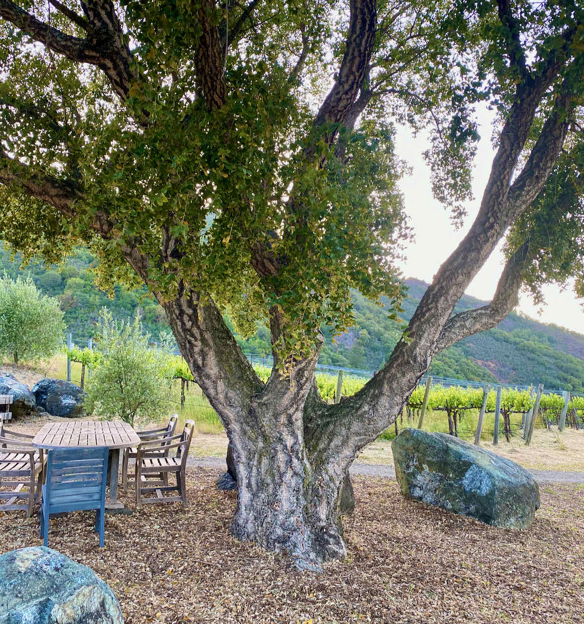 picnic spot Orsa vineyard