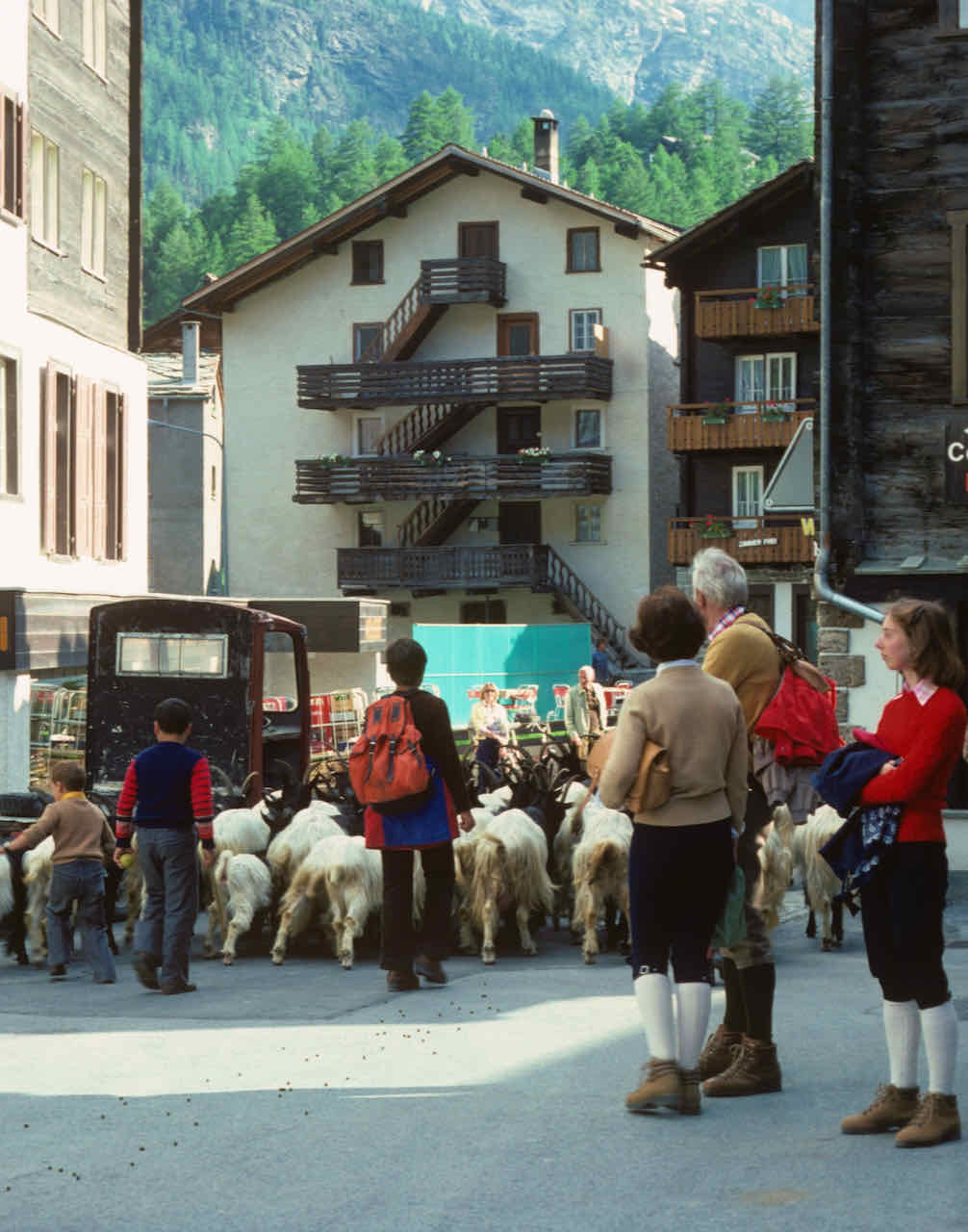 Goats Zermatt Switzerland