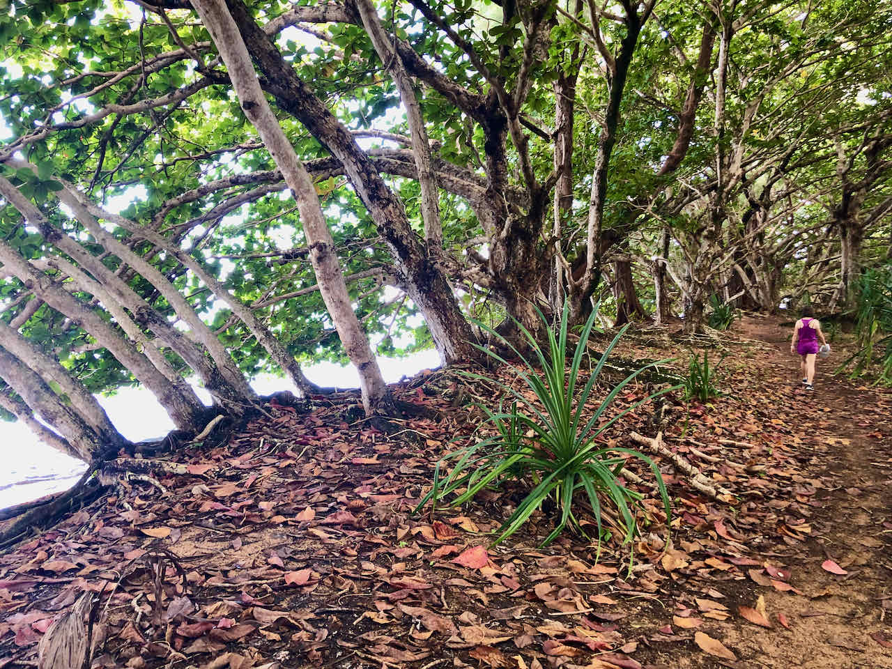 Trail Hanalei Bay Kauai