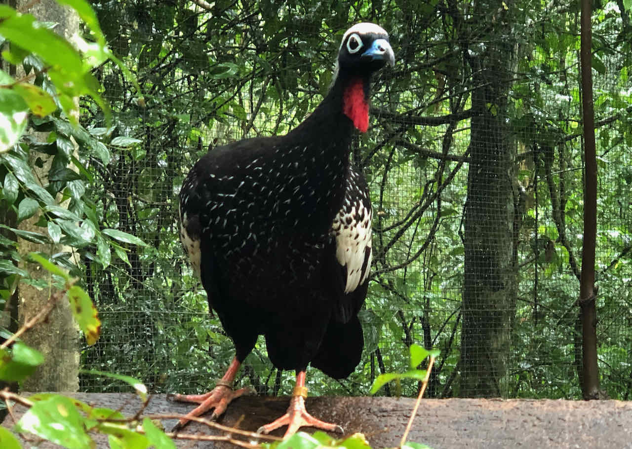 Parque das Aves bird Iguazu Brazil