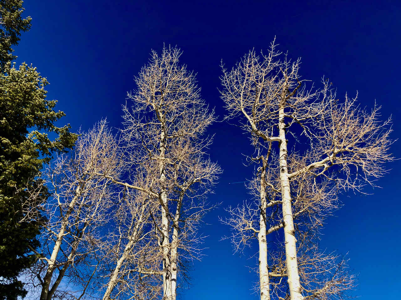Bryce Canyon white birch blue sky