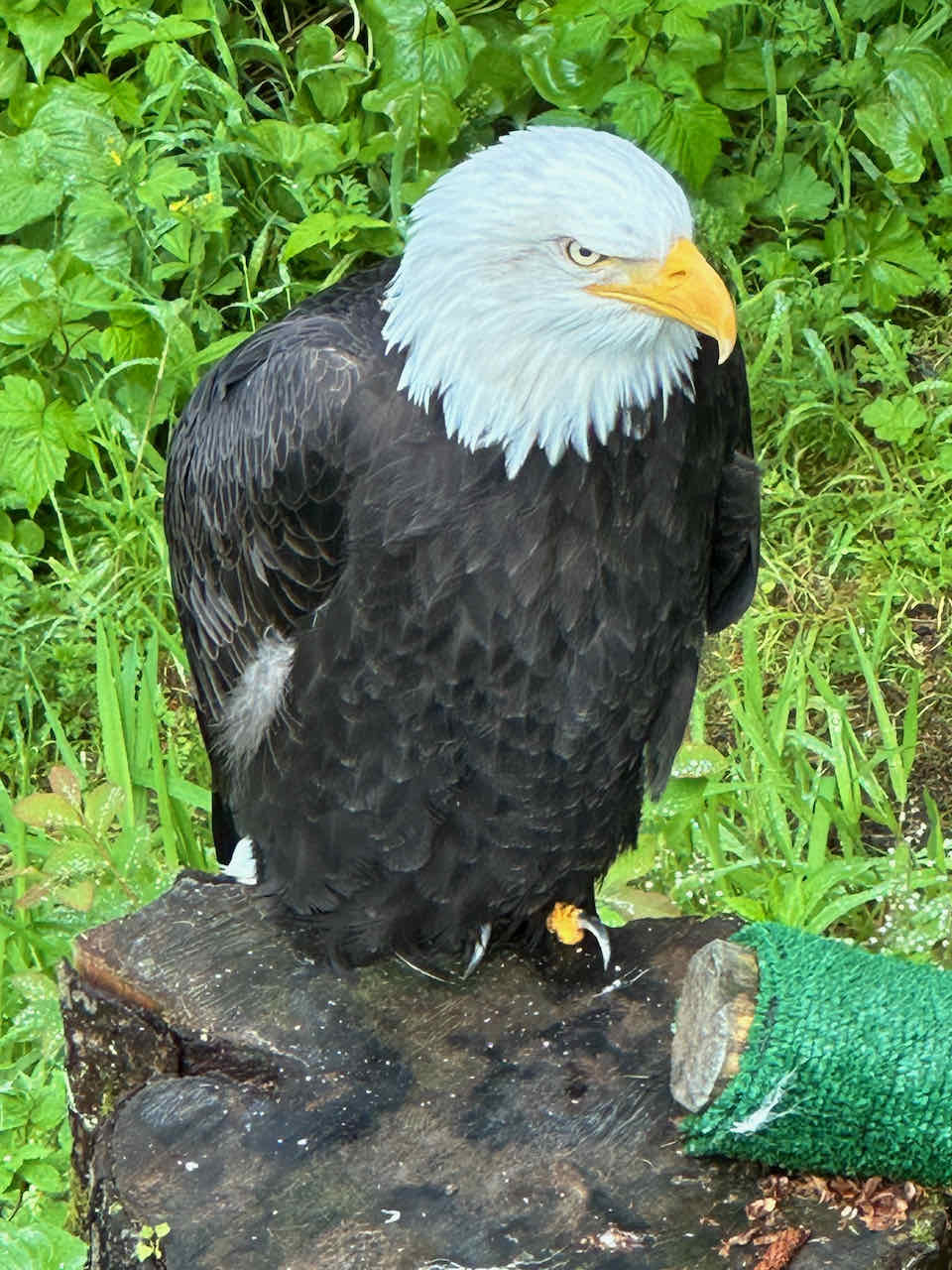 Bald eagle Sitka Raptor Center Alaska