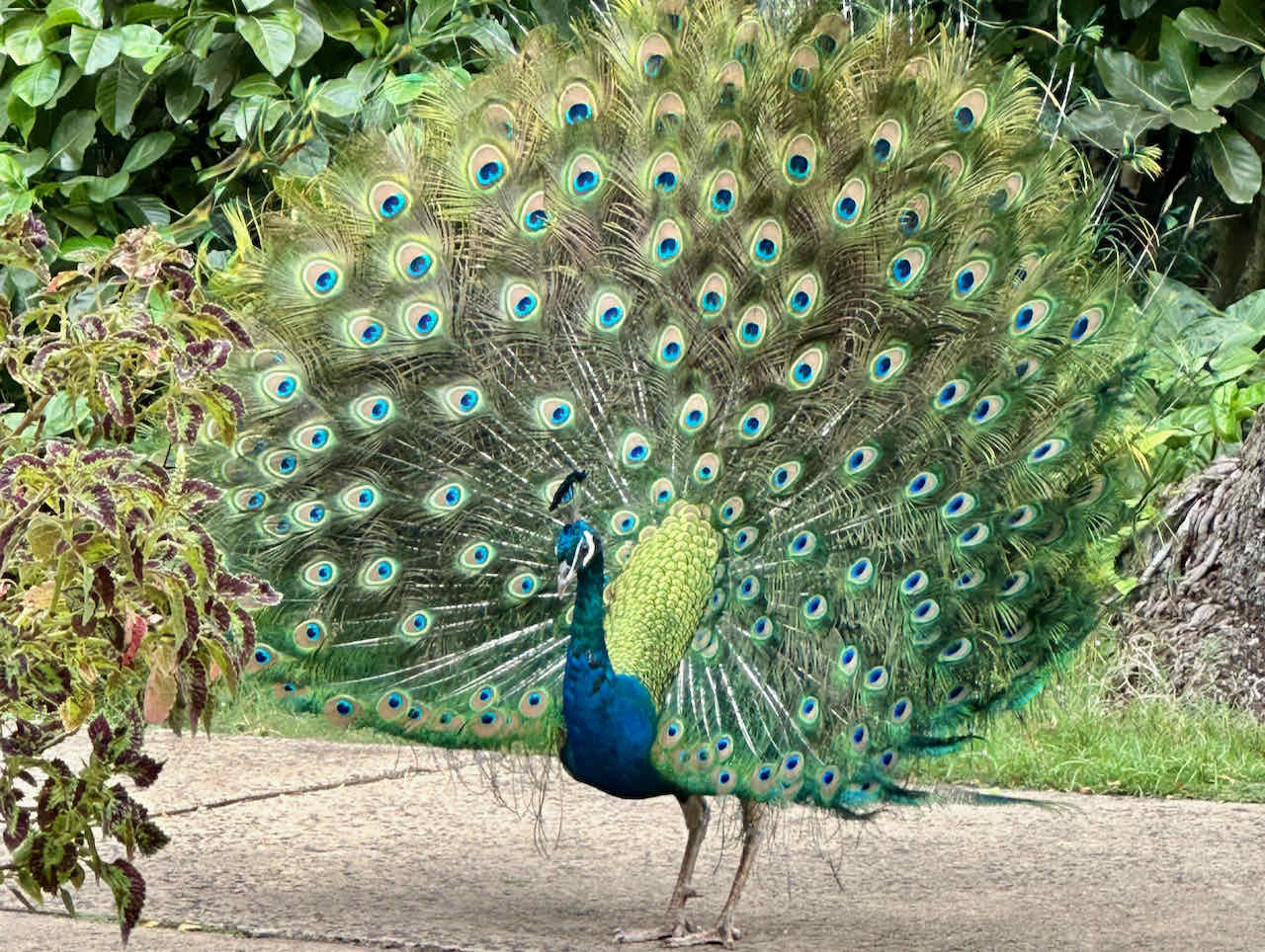 Peacock at Waimea Valley Oahu