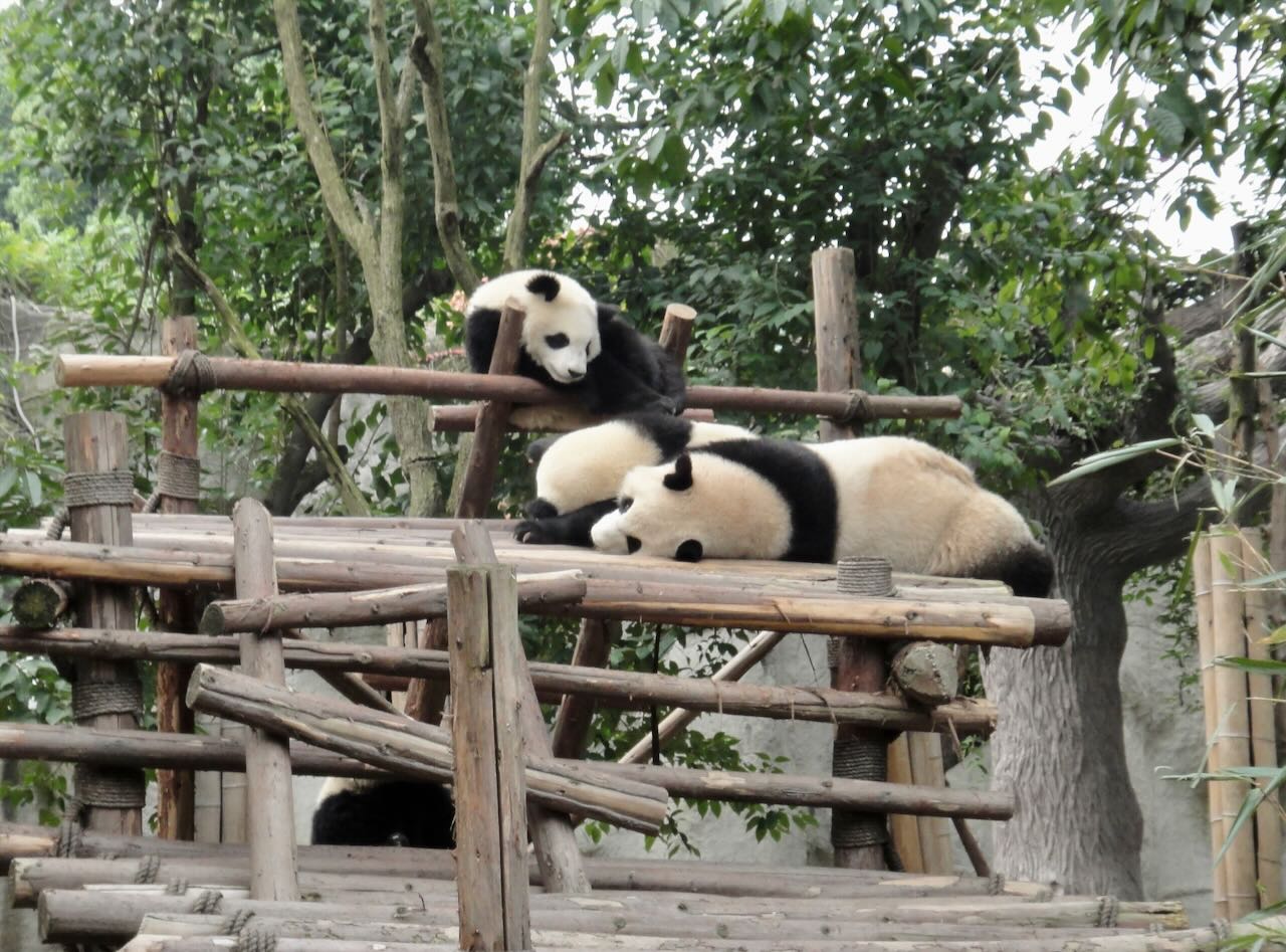 Adult pandas Chengdu Panda Base