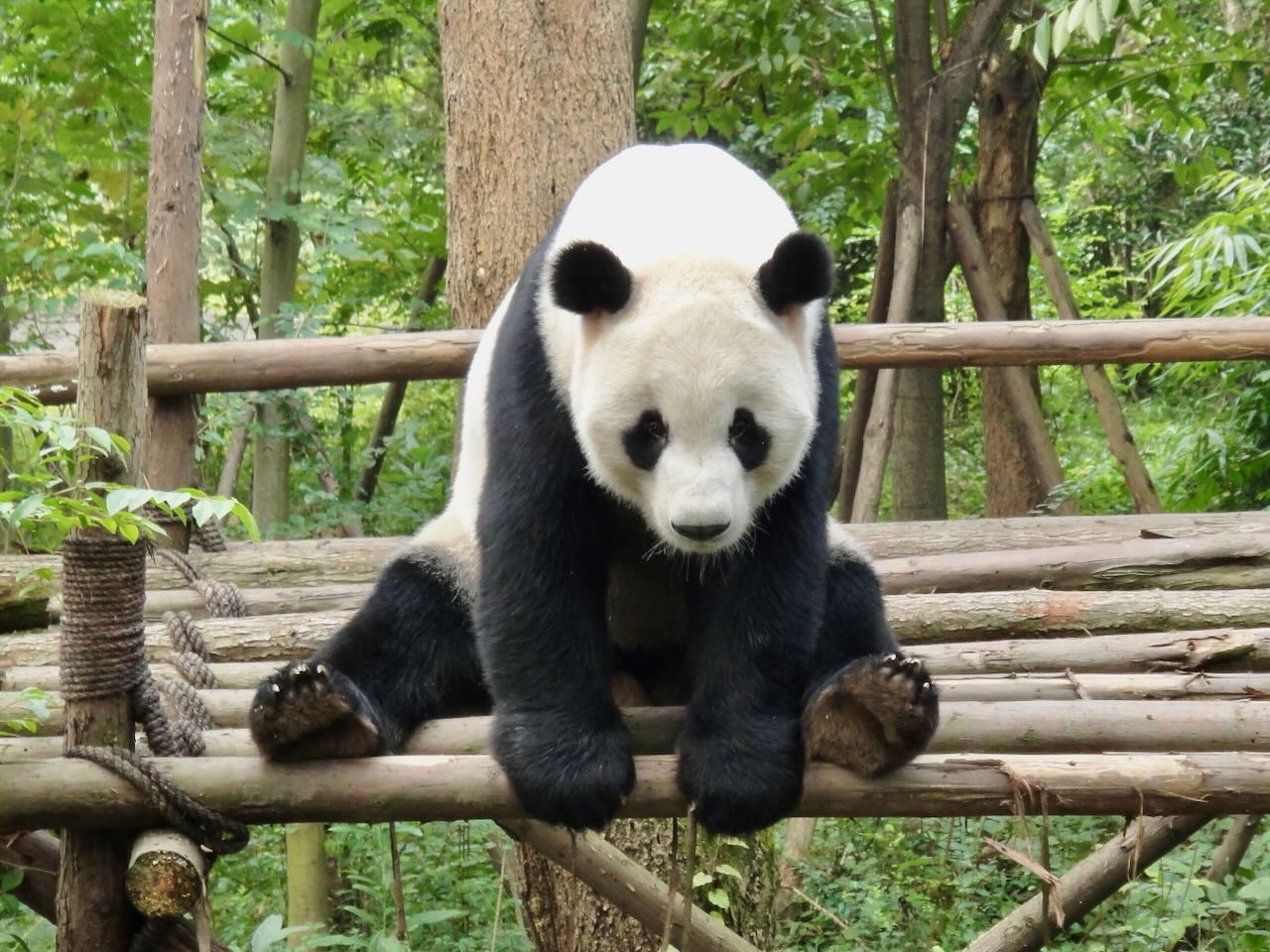 Giant panda Chengdu Panda Base