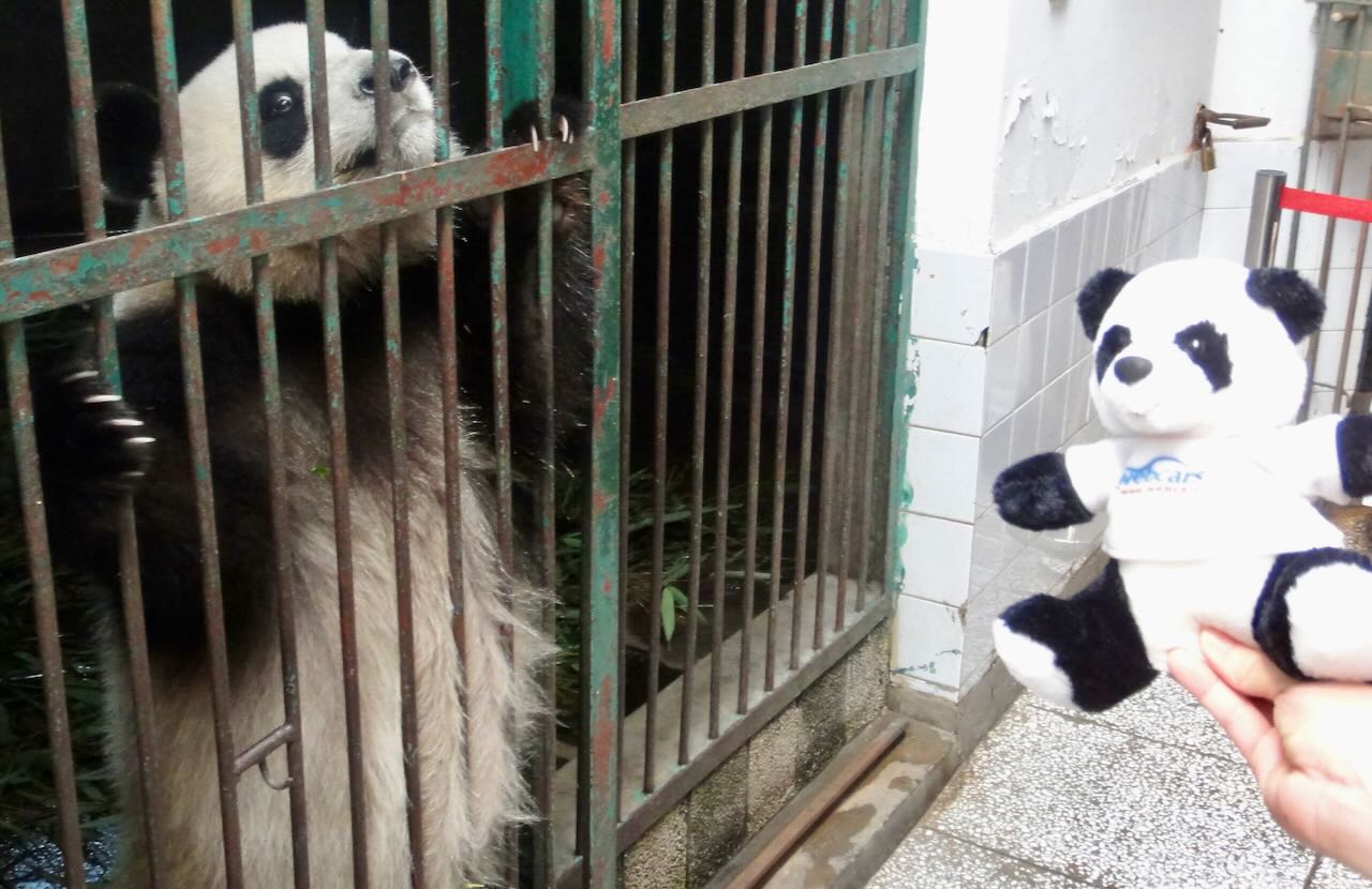 Panda behind bars Chengdu Panda Base