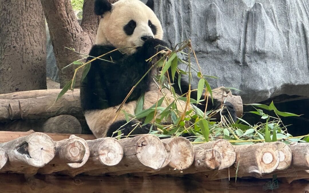 Panda closeup San Diego Zoo