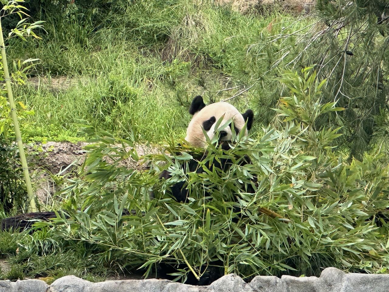 Panda eating bamboo San Diego Zoo