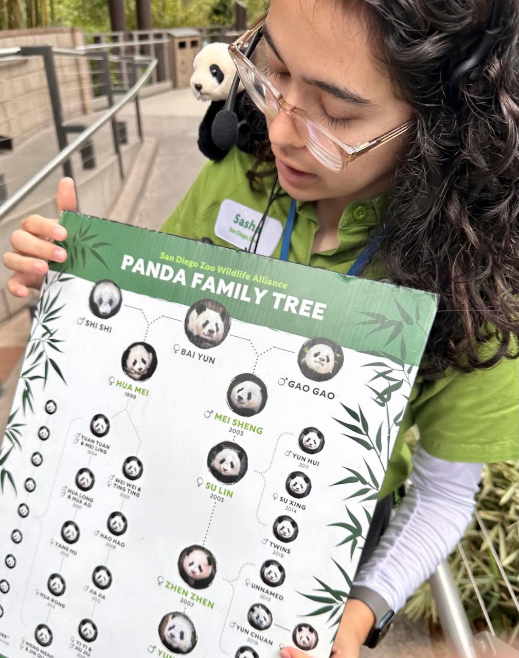 Panda family tree San Diego Zoo