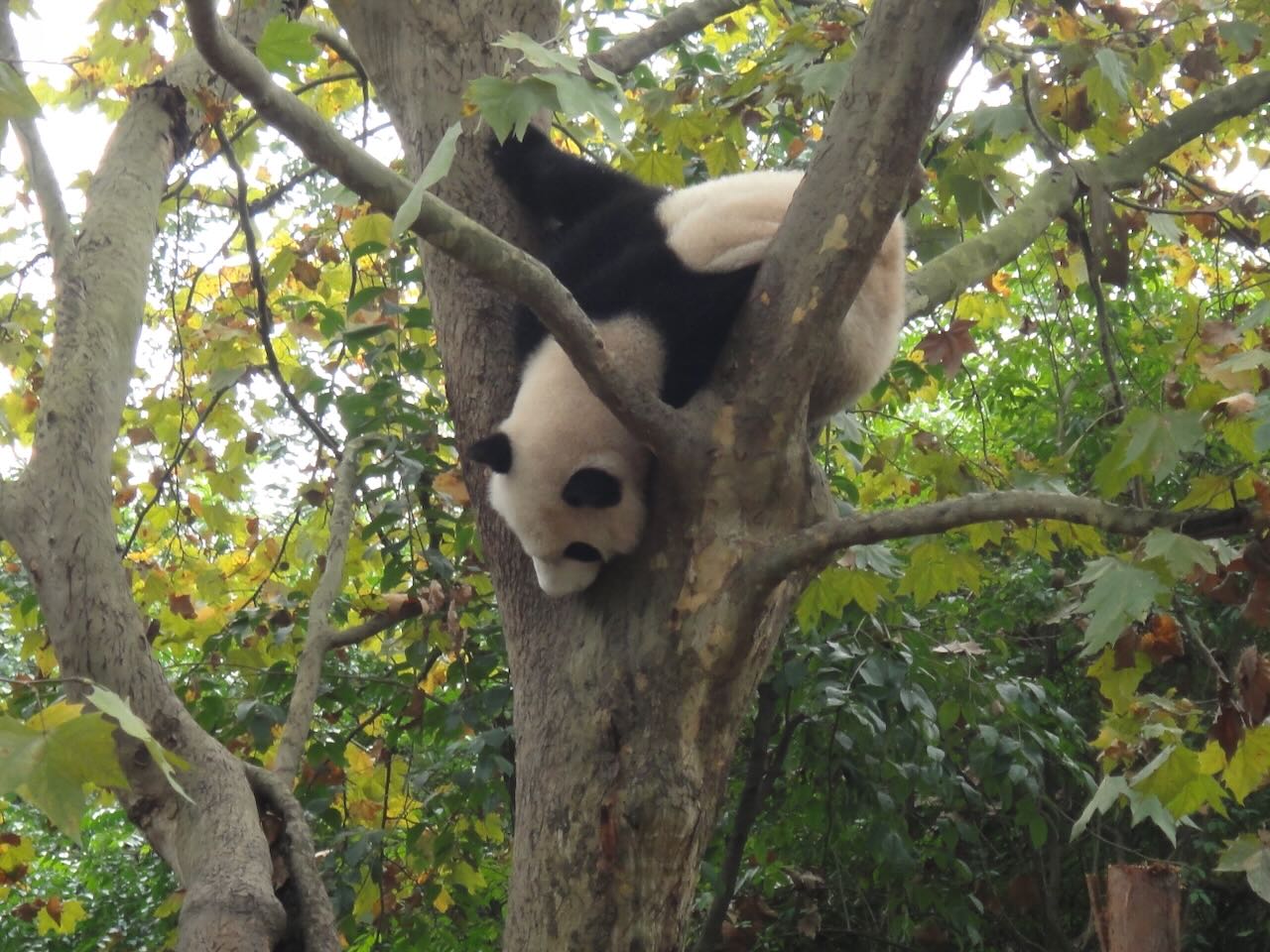 Panda in tree Chengdu Panda Base