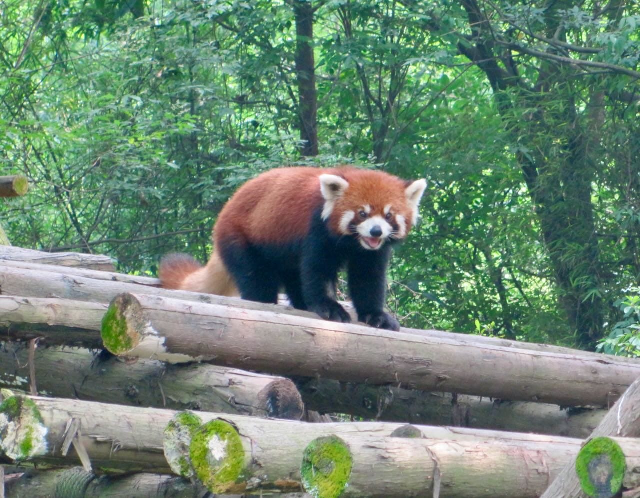 Red panda Chengdu Panda Base