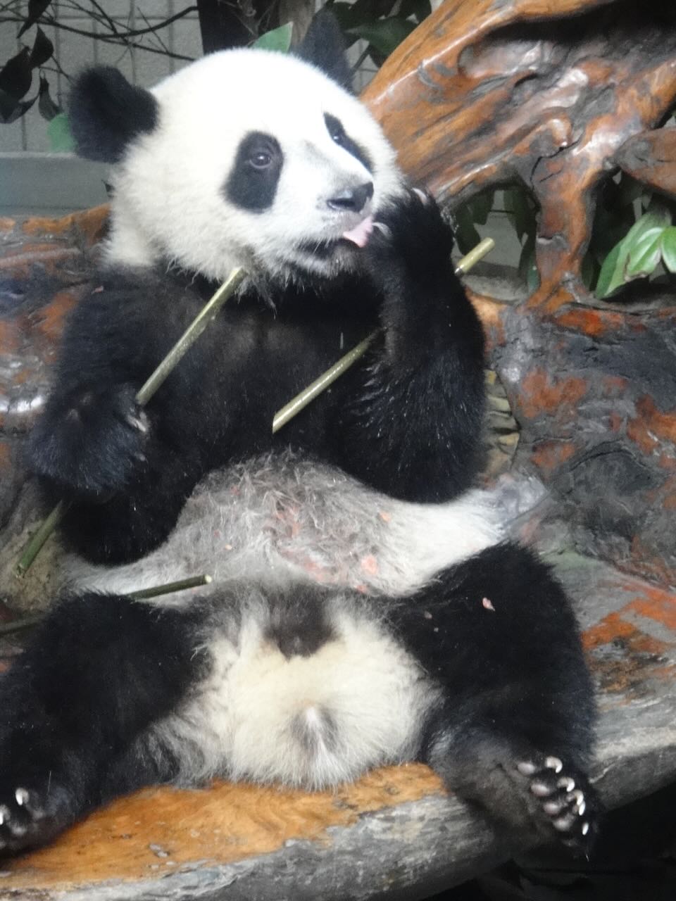 Seated panda Chengdu Panda Base