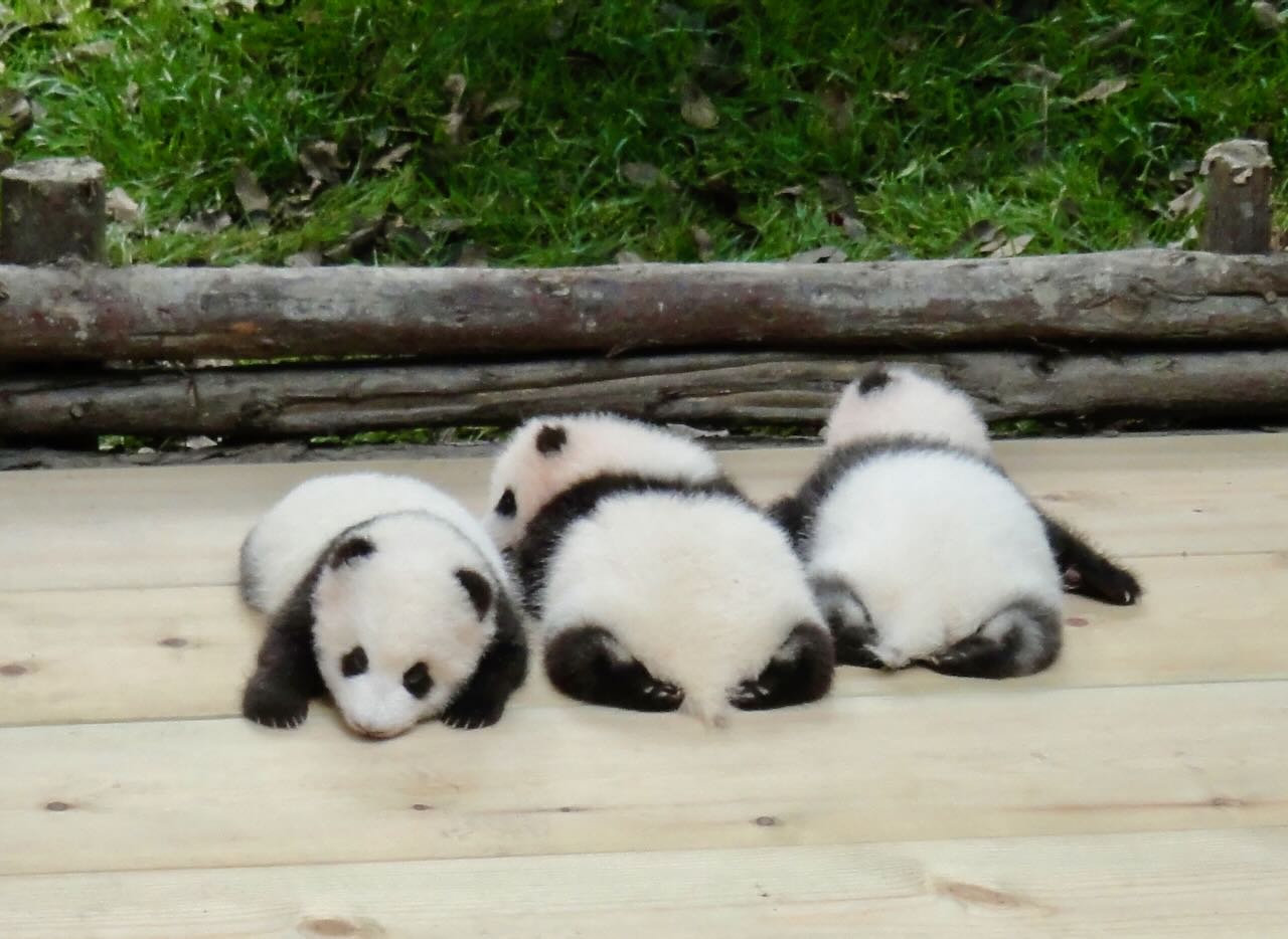 Young pandas Chengdu Panda Base